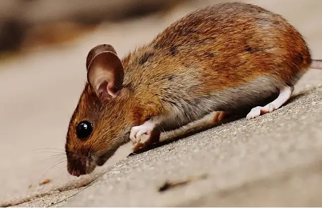 pest control play a crucial role in roof maintanance