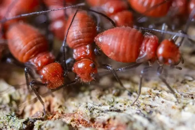 check gutters for insects