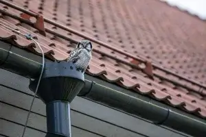 downspout placement and roof drainage