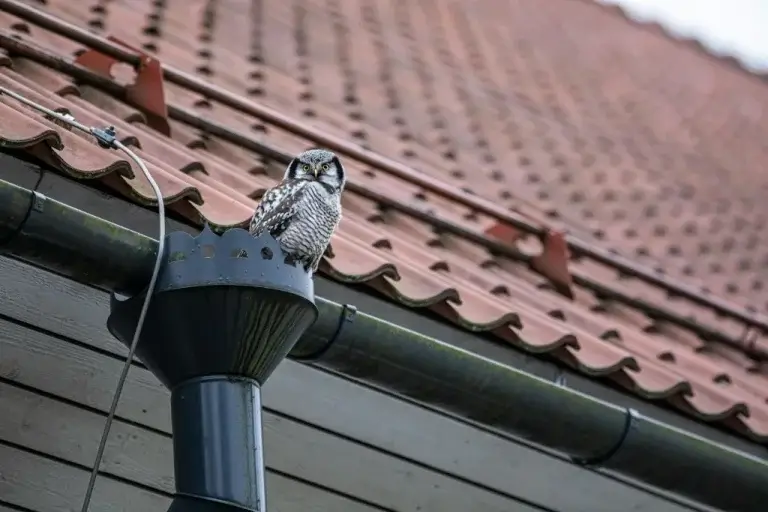 downspout placement and roof drainage