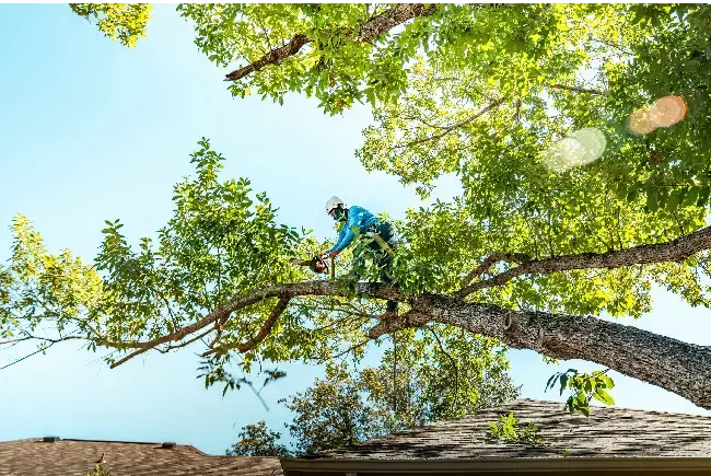 man trimming overhanging branches